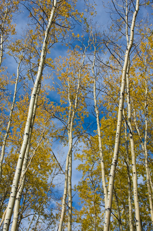 Aspen Grove